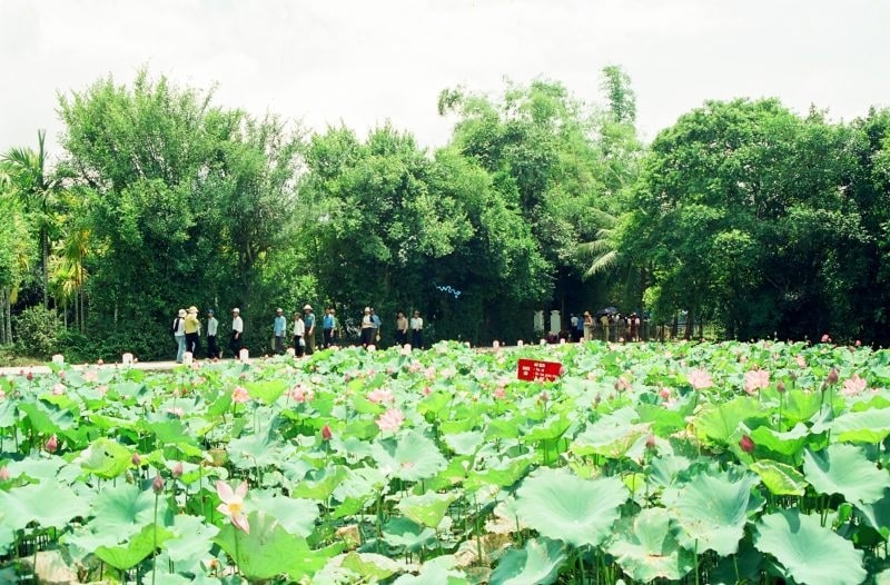 Du lịch làng sen quê Bác - tại Nghệ An - Hương Anh Tourist